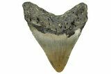 Fossil Megalodon Tooth - North Carolina #328282-1